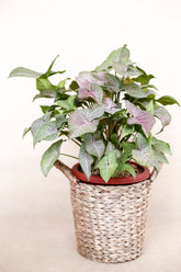 Syngonium pink spot
